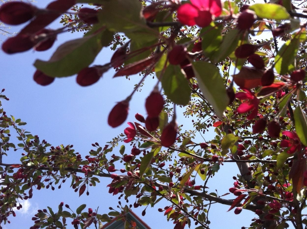 closeup of a crabapple branch in bloom