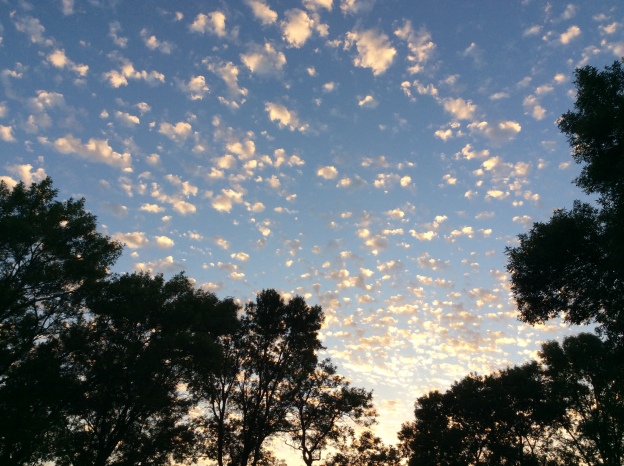 photo of blue sky dotted with clouds at sunrise above treetops